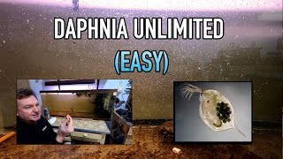 How I Raise Daphnia Water Fleas And You Can Too [upl. by Mauretta283]