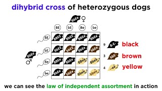 Beyond Mendelian Genetics Complex Patterns of Inheritance [upl. by Marlena]