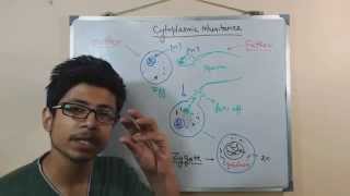 Autophagy Mechanism  Mitophagy [upl. by Narruc708]