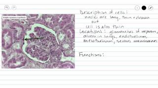 Simple Squamous Epithelium [upl. by Aihpos]