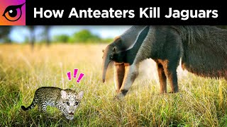 How Anteaters Kill Jaguars [upl. by Nnylrats984]