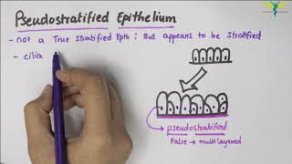 Pseudostratified Epithelium  Type  Function  Location [upl. by Gnuoy119]