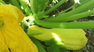 When To Harvest Squash [upl. by Appel]