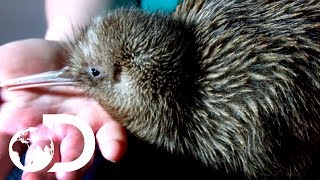 Saving Baby Kiwis From Extinction  Modern Dinosaurs [upl. by Afrikah]