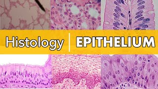 Histology  Epithelium [upl. by Kraul935]