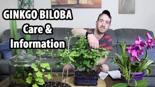 How to Care for Ginkgo biloba Maidenhair Tree [upl. by Maurits]