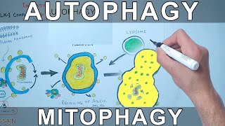 Mitochondria  NSF Chalk Talk [upl. by Irahs]