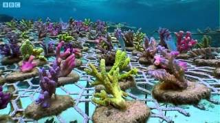 Coral Gardening  South Pacific  BBC Earth [upl. by Lotsirk]