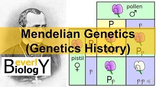 Mendelian Genetics Genetics History [upl. by Nnairam]