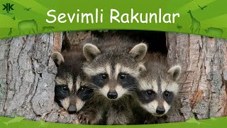 Sevimli rakunlar Çocuk Belgeseli 😍🦝 [upl. by Koralie667]