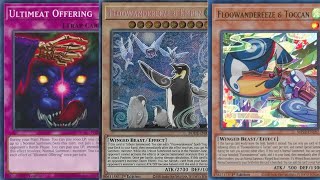 TOP 8 Floowandereeze Deck Profile  PS5 Case Tourney  2024 [upl. by Assenaj690]