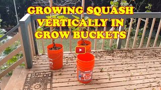 Growing Squash Vertically in Grow Buckets [upl. by Berton]