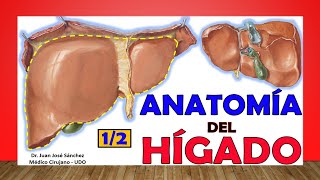 🥇 Anatomía del HÍGADO 12 Fácil y Sencillo [upl. by Iggep]