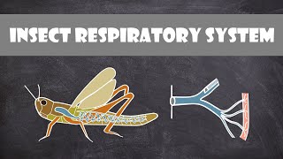 Insect Respiratory System  Entomology [upl. by Isteb520]