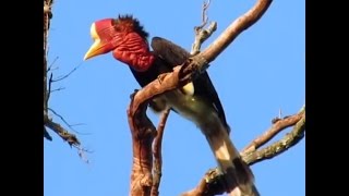 Helmeted Hornbills Are Being Hunted Into Extinction [upl. by Nilecoj359]