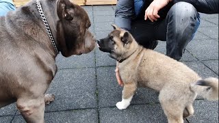 shy puppy meets 5 Giant XL American Bully pitbulls [upl. by Gregorio524]