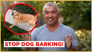 How to Stop Dog Barking  Cesar 911 [upl. by Nirej]