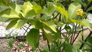 Lady Of The Night Plant Brunfelsia Americana Linn [upl. by Anse]