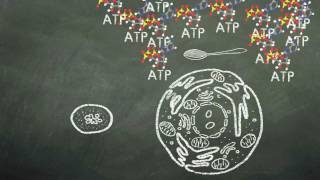 Mitochondria Structure amp Functions [upl. by Dorella438]