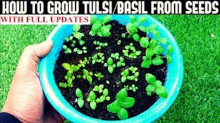 How To Grow TulsiHoly Basil From Seeds With Updates [upl. by Enotna79]