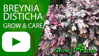 Breynia disticha  grow amp care Snow bush plant [upl. by Assirrec]