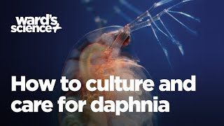 Caring and Culturing for Daphnia [upl. by Acirred]