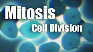 Mitosis Cell Division In 6 Minutes [upl. by Devan]