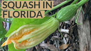 Watch This BEFORE You Plant Squash [upl. by Milda]