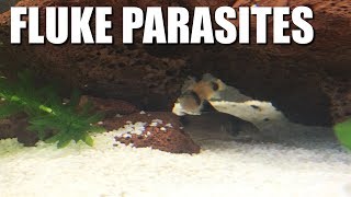 My Fish Have PARASITES  Fluke treatment and symptoms [upl. by Mannie]