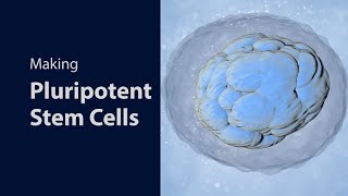 Making Pluripotent Stem Cells [upl. by Dalton556]