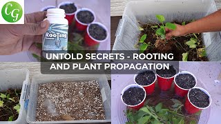 Secret Plant Cuttings Propagation Tips No One Will Tell You [upl. by Silver]