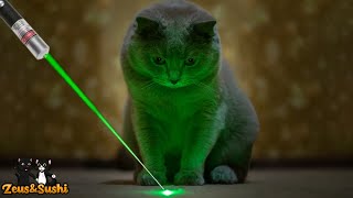 Funny Cats Vs Laser  Cats Chasing A Laser [upl. by Nodnalb]