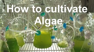 How to Grow Algae with high yield [upl. by Jermaine]