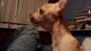 Chihuahua Puppy Barking Like a Wolf [upl. by Hoes]