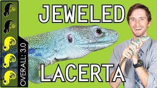 Jeweled Lacerta The Best Pet Lizard [upl. by Yasdnyl91]