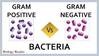 Gram Positive Vs Gram Negative Bacteria Meaning and Comparison Chart [upl. by Roselba]