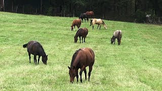 FoxPipe Farm  Hay and Pastures for Horses [upl. by Araes]