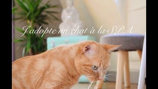 JADOPTE UN CHAT A LA SPA [upl. by Karleen]