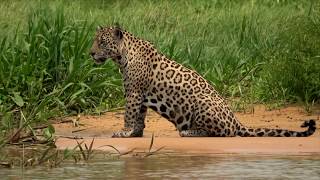 Jaguars Fishing and Hunting Otter [upl. by Boothman172]