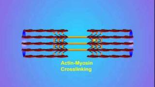 4 ActinMyosin Crosslinking [upl. by Rengia]