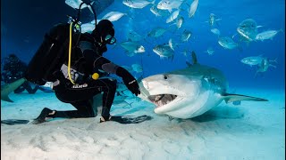 Tigerbeach Bahamas Master  Tigerhaie Hammerhaie und Bullenhaie  WiroDive Tauchsafari abgetaucht [upl. by Eidoow]