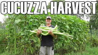 My super long cucuzza harvest  SquashGourd [upl. by Ilujna]