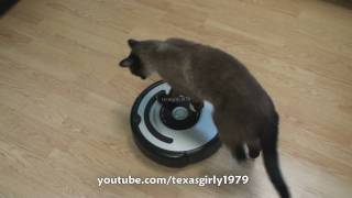 Cat shows HOW TO use iRobot Roomba Vacuum [upl. by Korey]