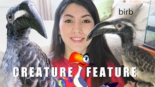 SO MAJESTIC  African Grey Hornbill  Creature Feature  NOT A PET [upl. by Karyl885]