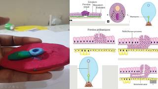 notochord formation [upl. by Anilem518]