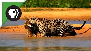 Jaguar Attacks Caiman Crocodile [upl. by Ahsieyt]