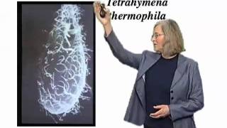 Elizabeth Blackburn UCSF Part 1 The Roles of Telomeres and Telomerase [upl. by Yllib]