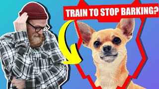 How To Stop Your CHIHUAHUA Barking [upl. by Aara]