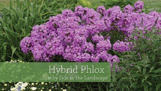 Hybrid Phlox Comparison  Walters Gardens [upl. by Felipa]