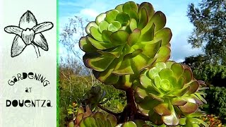 Ridiculously Easy Aeonium Propagation amp Echium Update [upl. by Martine385]